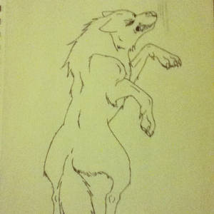 wolf sketch