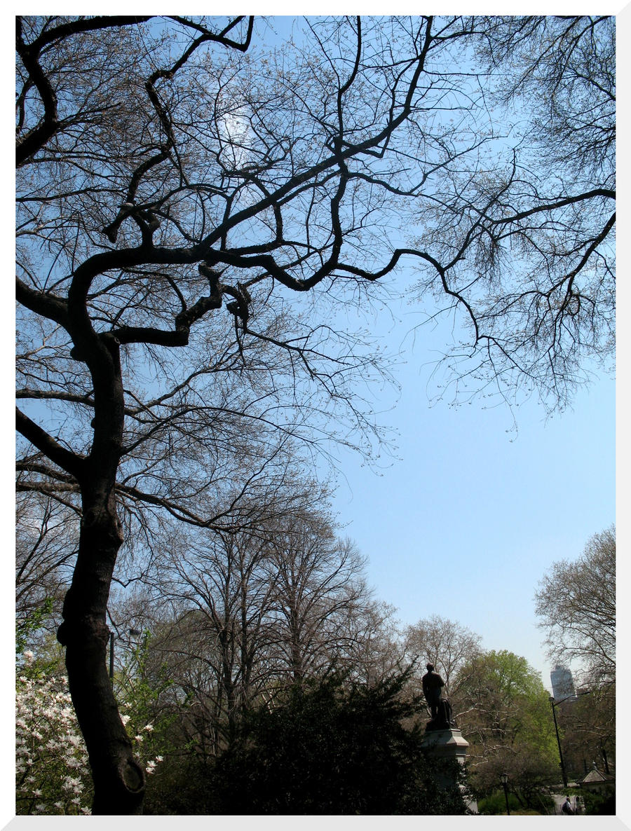 A Tree At The Central Park