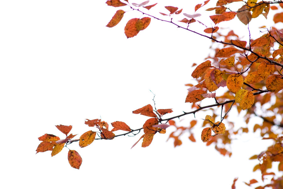 Branches On The White Sky V