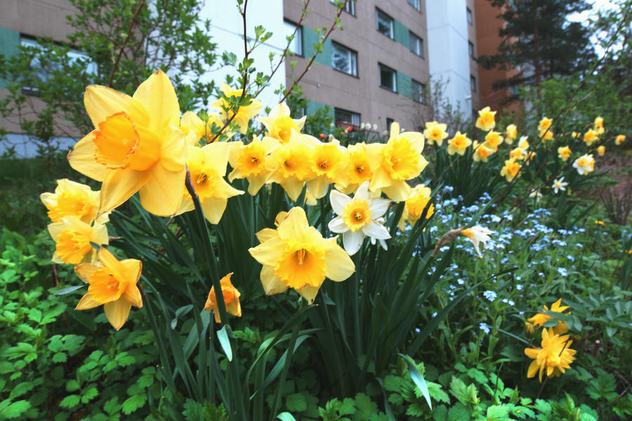 Backyard flowers