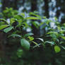 Foresty greens II