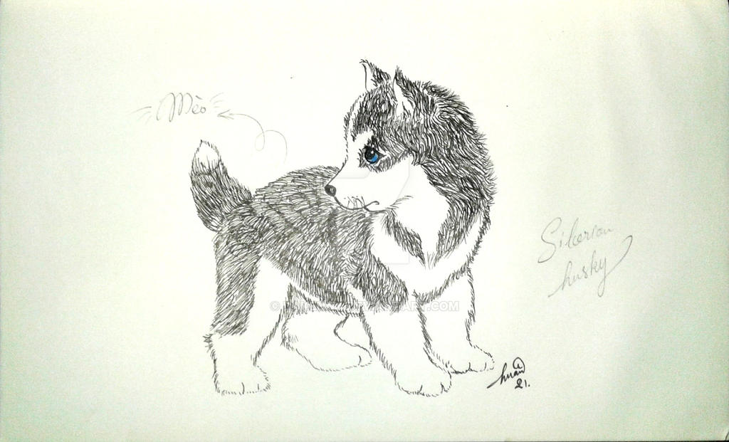 Husky Deviantart Siberian Husky by DAKenny on DeviantArt