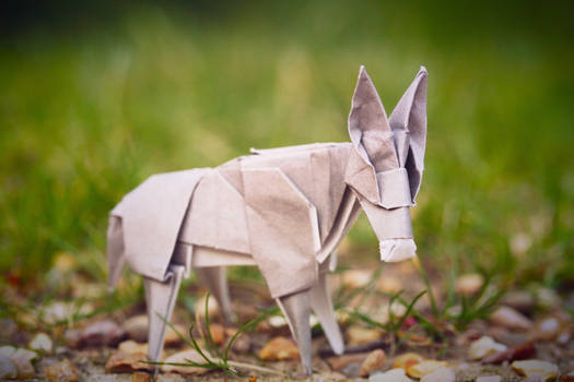 Little Donkey