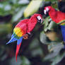 Scarlet macaws