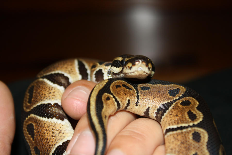 baby ball python by clberry05 on DeviantArt