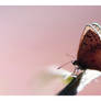 butterfly, pink