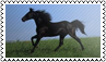 Horse colours: black