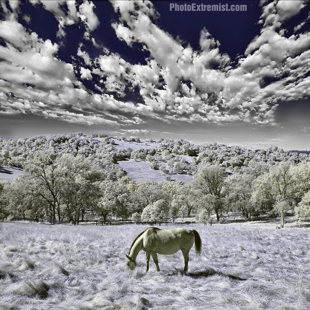Infrared Horse