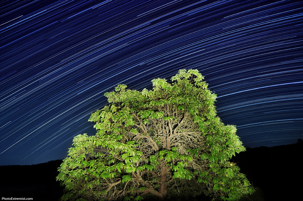 Star Trails Tree