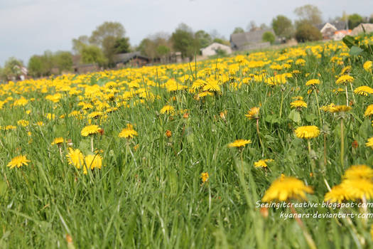 Fields of Yellow pt4