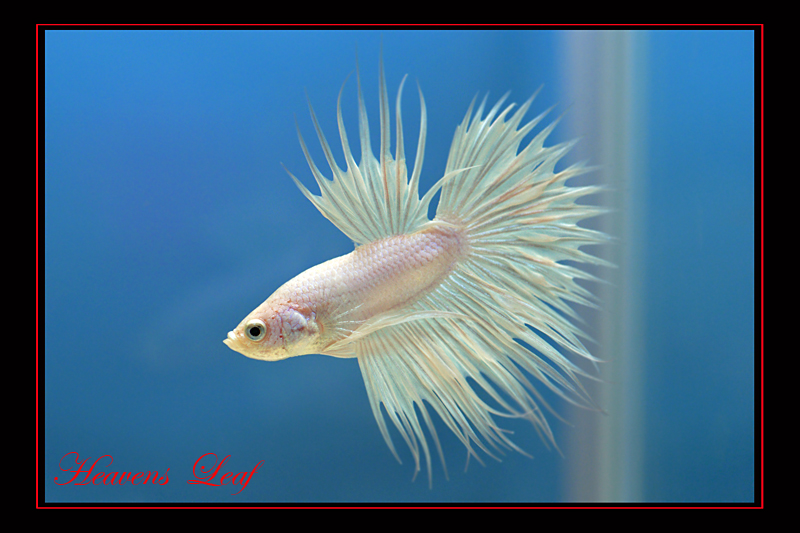 Fighting Fish 3