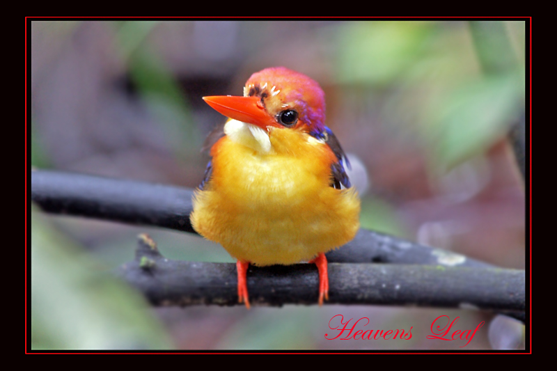 Black Back Kingfisher 6