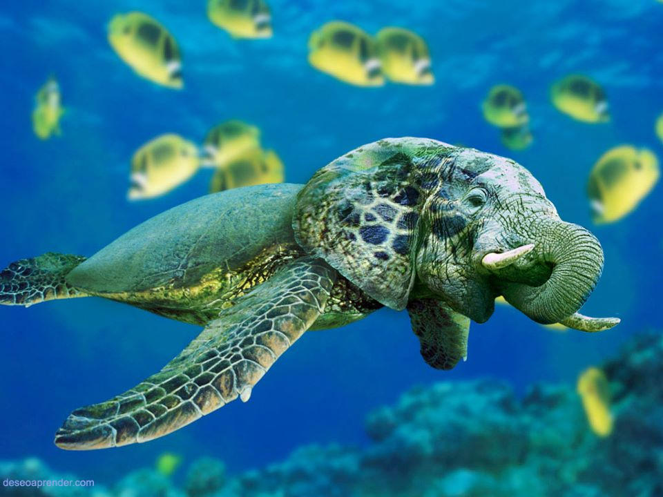 Turtlephant Cute turtlephant by aritogonzalez on DeviantArt
