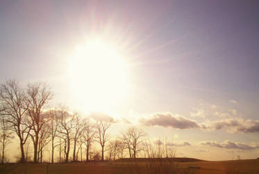 Autumn Trees