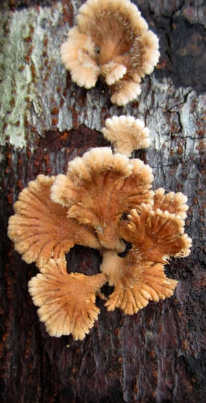 A Fuzzy Oyster