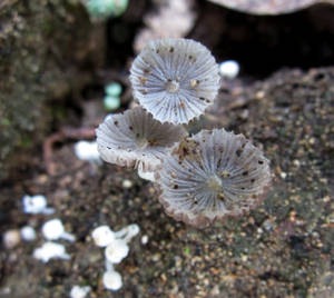 On the compost pile