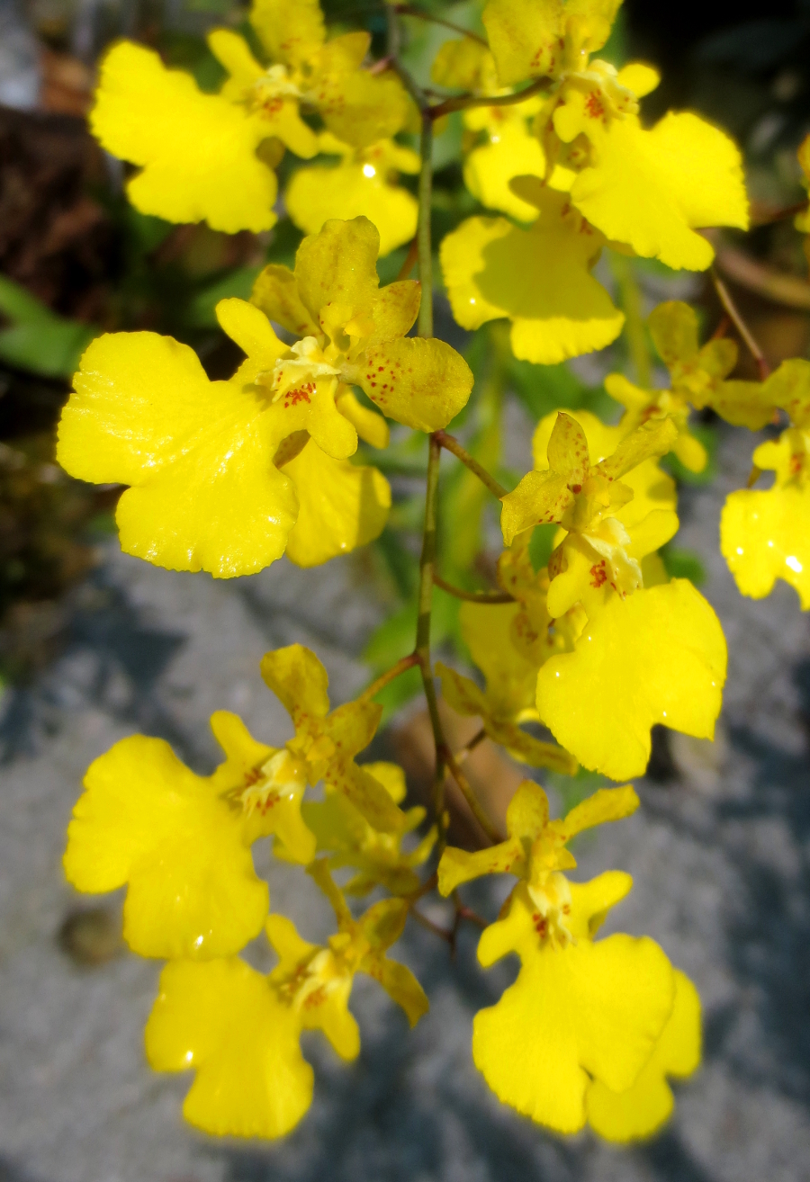 Opera in Yellow