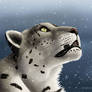 Snow Leopard