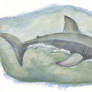 White Shark Acrylic Study