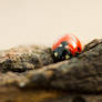 Ladybird