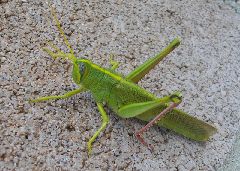 Grasshopper