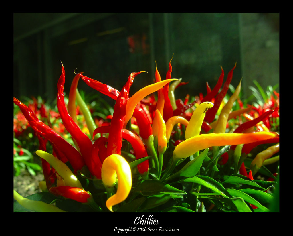 Chillies