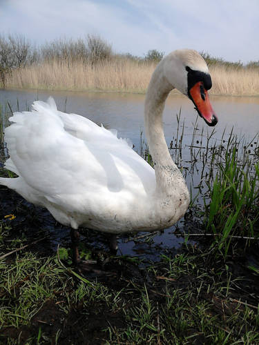 Swan 001