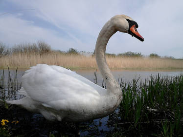 Swan 004