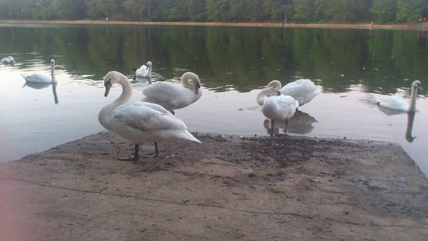 Nosey Swans