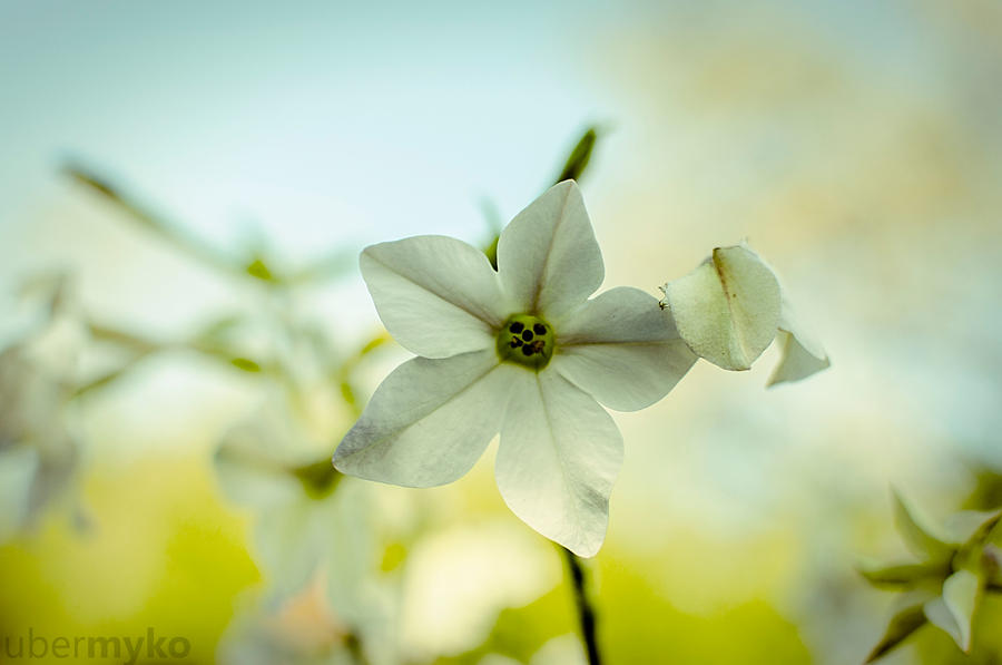 smiling flower