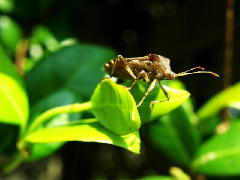 A Poor Insect Poor Little Bug by kimmytree on DeviantArt