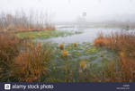 foggy-marsh-bargerveen-drenthe-the-netherlands-X32 by WoC-Brissinge