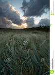 Windy-field-early-morning-1348857 by WoC-Brissinge