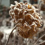 Witherd Snow Flower1