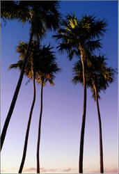 Five Palm Trees