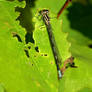 Damselfly