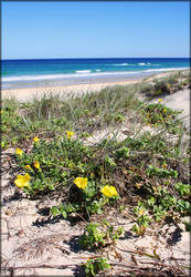 Beach flowers