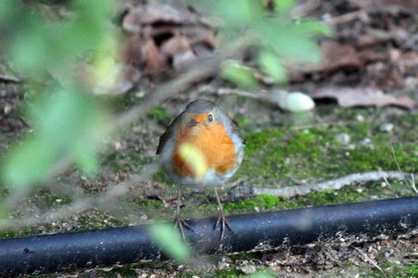 Redbreast