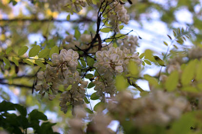 Small Flowers