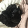 My Cat 15