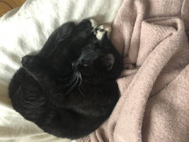 My Cat 15