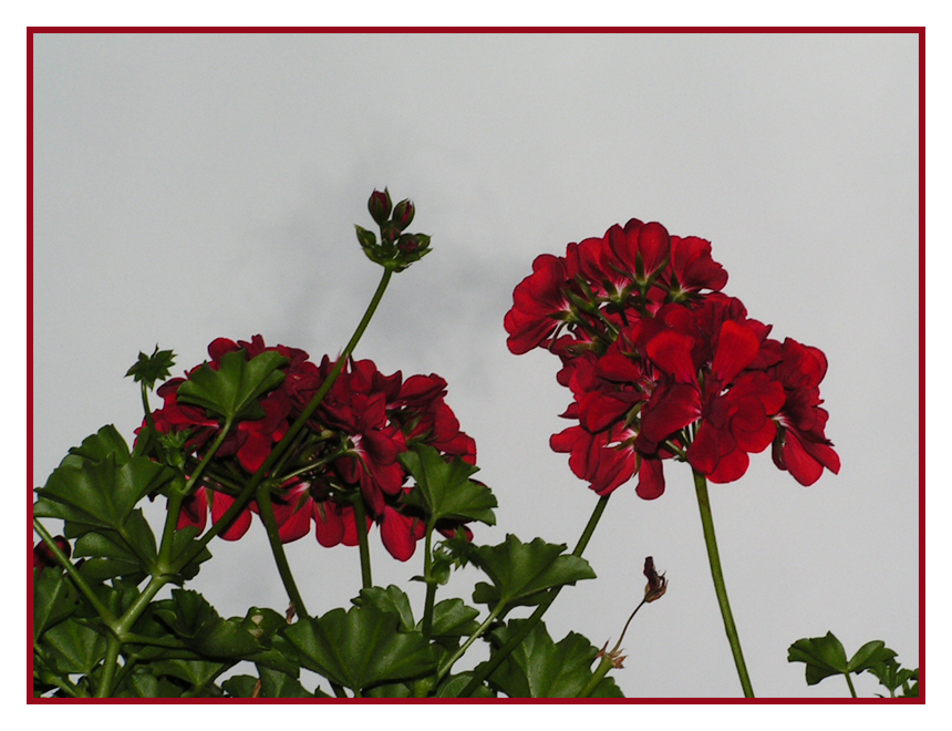 Pelargonium - Suisse 15