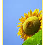 The Sunflower - v2 -