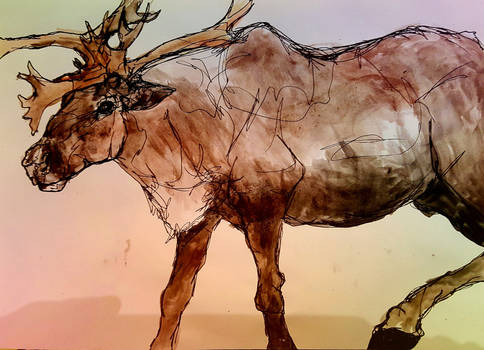 Reindeer 4