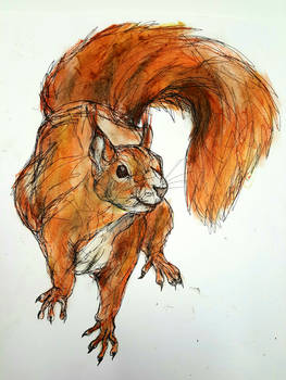 Red squirrel