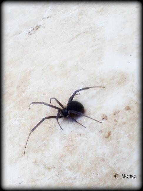 Arachnis Deathicus