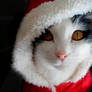 Santa Kitty Meow meow