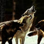 Wolf Pack, Fractal