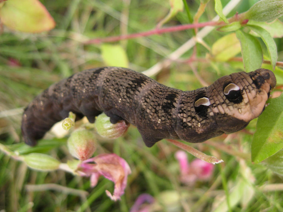 Fat caterpillar