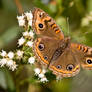 Junonia genoveva